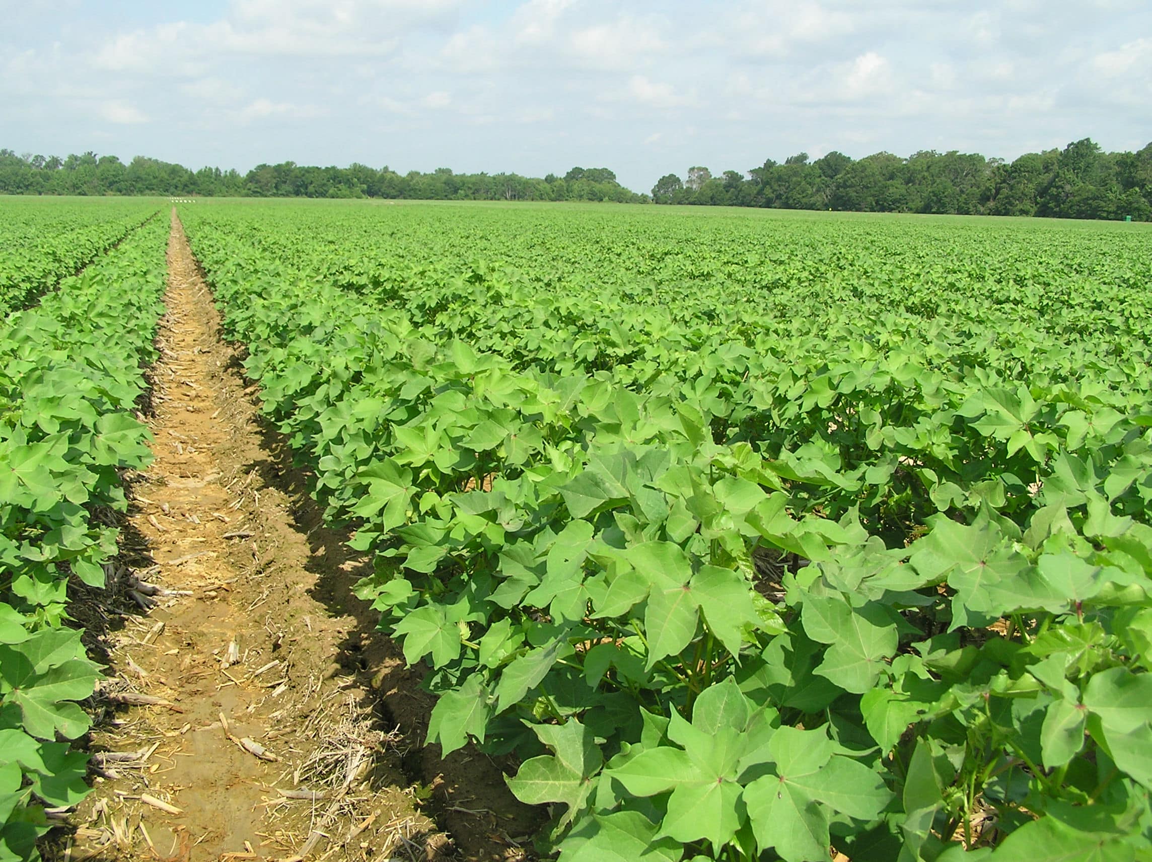 Cotton Farming